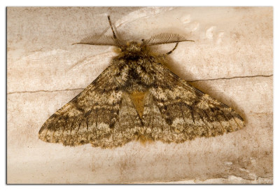 Dunvlerkspanner 230409-1 kopie.jpg