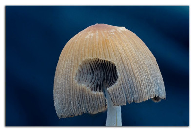 Coprinellus spec 230412-1 kopie.jpg