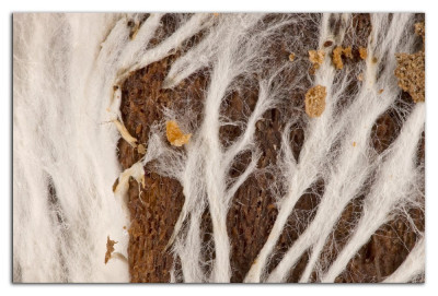 Mycelium 230411-1 kopie.jpg