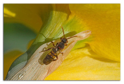 Signaalwespbij 230411-02 kopie.jpg