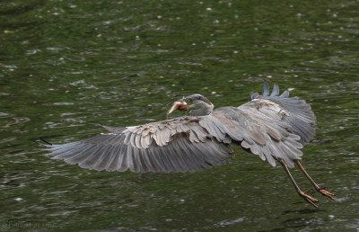 IMG_1472 Fotografen Vogelvrienden, echte vogelvrienden, Vogelaars natuur & vogelfotografie.jpg