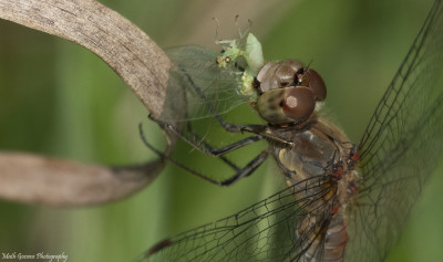 Bruinrode heidelibel      Arcen/Maasduinen   september 2020.