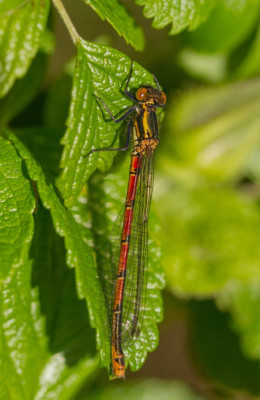 ADH_4150 Odonata.jpg