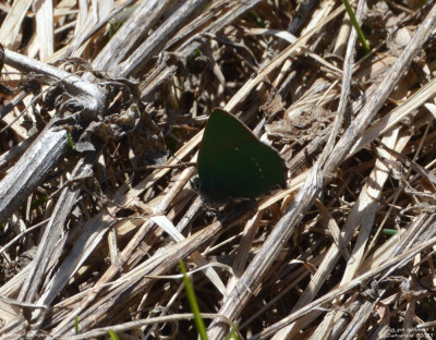 Groentje - Callophrys rubi - Wallis - Zwitserland