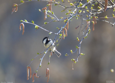 Zwarte Mees - Periparus ater - Wallis - Zwitserland