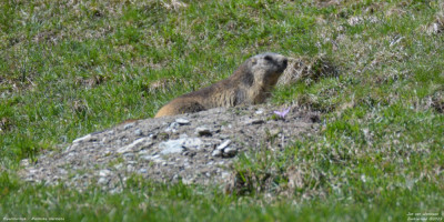 Alpenmarmot - Marmota marmota - Wallis - Zwitserland