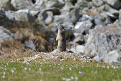 Alpenmarmot - Marmota marmota - Wallis - Zwitserland