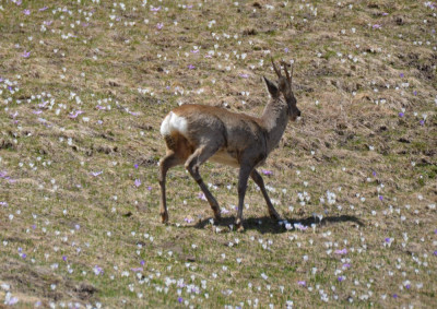 Ree - Capreolus capreolus - Wallis - Zwitserland