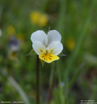 Akkerviooltje - Viola arvensis - Wallis - Zwitserland