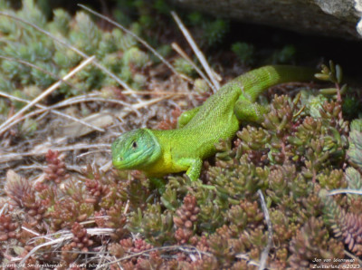 Westelijke Smaragdhagedis - Lacerta bilineata - Wallis - Zwitserland