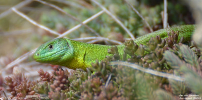 Westelijke Smaragdhagedis - Lacerta bilineata Wallis - Zwitserland