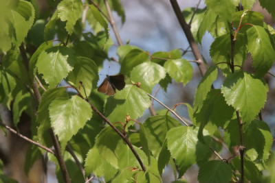 Opvliegend groentje, zie de bruine kleur aan de bovenkant. 30-04-23, Maasduinen