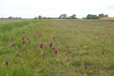 Veldje met 1000+ brede orchis