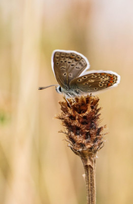 IMGL6626 Vlinders en overige insecten,  Vlinders in Nederland.jpg