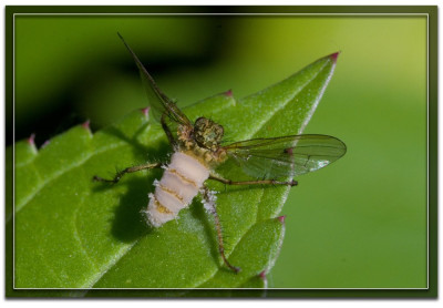 D_006Entomophthora muscae 180815.JPG