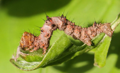 IMGL5348 Perentak Mothing and Moth-watching.jpg