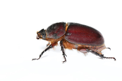 Deze neushoornkever hadden vrienden van mij op het balkon gevonden tijdens het nachtvlinderen.