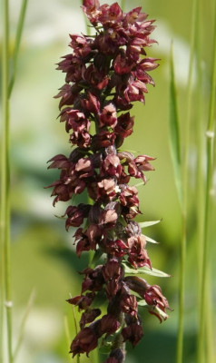 bruinrode wespenorchis.jpg