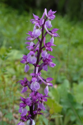 mannetjesorchis (2).JPG
