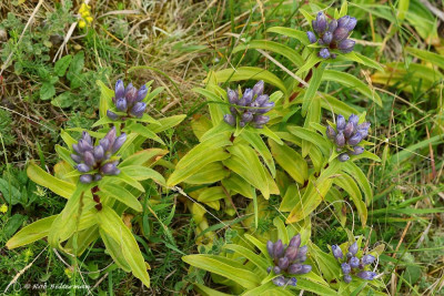 Plant-Kruisbladgentiaan-83271.JPG