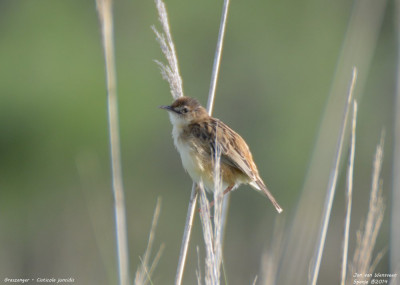 Graszanger - Cisticola juncidis - Rosas - Spanje