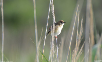 Graszanger - Cisticola juncidis - Rosas - Spanje