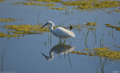 Kleine Zilverreiger - Egretta garzetta - Posas - Spanje