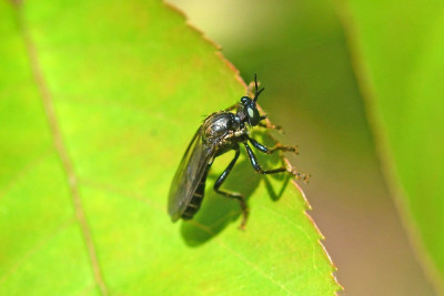 Zwarte bladjager