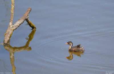 Dodaars - Tachybaptus ruficollis - Rosas - Spanje