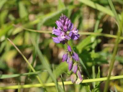 KuifVleugeltjes-045995.JPG