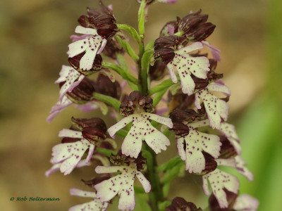 PurperOrchis-045875.JPG