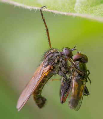 ADH_5647  Grote dansvlieg,  Insecten.jpg