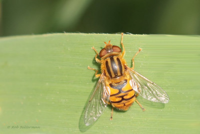 FluweelZweefvlieg-046568.JPG