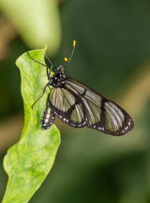 ADH_7150  Butterfly, Bee & Dragonfly.jpg