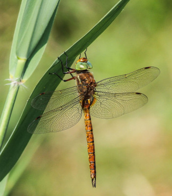 IMG_5560 Libellen & Juffers   Fotografen,  Odonata.jpg