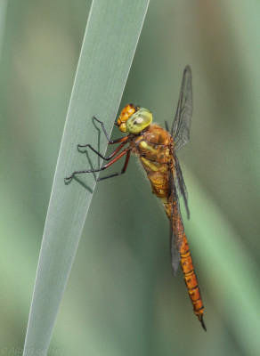 20180530-IMGL1272  Libellen & Juffers  Odonata.jpg