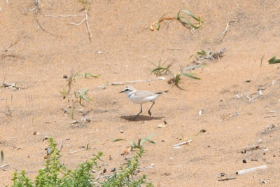 Strandplevier