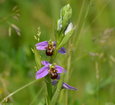 Bijenorchis - Ophrys apifera - Zevenhuizen - Zuid Holland.