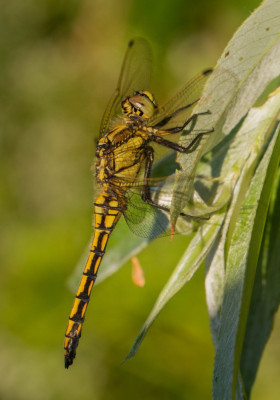 ADH_8041  Butterfly, Bee & Dragonfly,  Libellen & Juffers,  NVL Libellenstudie.jpg