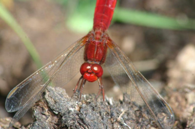 Vuurlibel IMG_3969 Crocothemis erythraea.JPG