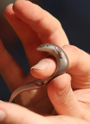 335475284_772360157652125_5069648041919282392_n Iberische skink (Chalcides bedriagai).jpg