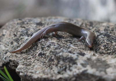 335453407_111565881838897_6231007798822536486_n Iberische skink (Chalcides bedriagai).jpg