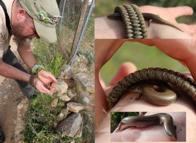 335475654_526468519621665_5868751035217264801_n Iberische skink (Chalcides bedriagai).jpg