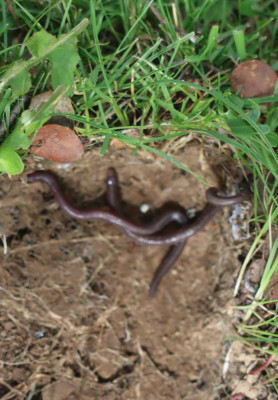 IMG_1389-2 Moorse wormhagedissen - Blanus cinereus.jpg