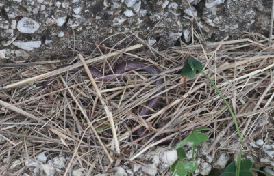 IMG_0616-2 Moorse wormhagedis - Blanus cinereus.jpg