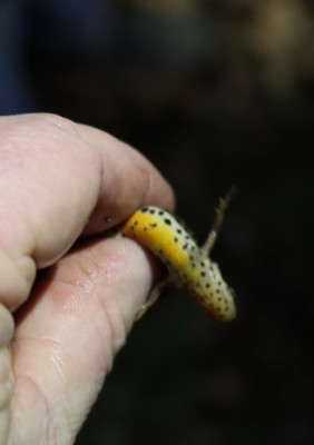 IMG_0672-2 Iberische watersalamander - Lissotriton boscai.jpg