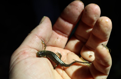 IMG_0670-2 Iberische watersalamander - Lissotriton boscai.jpg