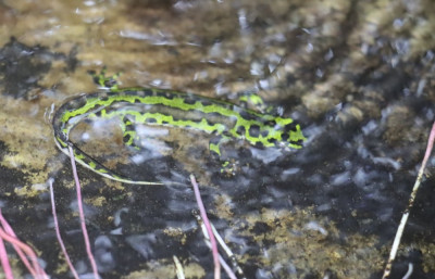 IMG_1124-2 Dwergmarmersalamander - Lissotriton pygmaeus.jpg