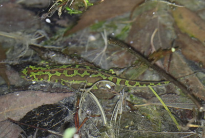 IMG_1152-2 Dwergmarmersalamander - Lissotriton pygmaeus.jpg