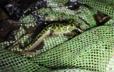 IMG_0662-2 Dwergmarmersalamander - Lissotriton pygmaeus.jpg